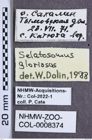 Etikette zu Selatosomus (Selatosomus) gloriosus (Kishii, 1955) (NHMW-ZOO-COL-0008374)